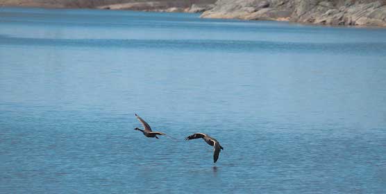 01-Henvey_Inlet_First_Nation_Geese.jpg